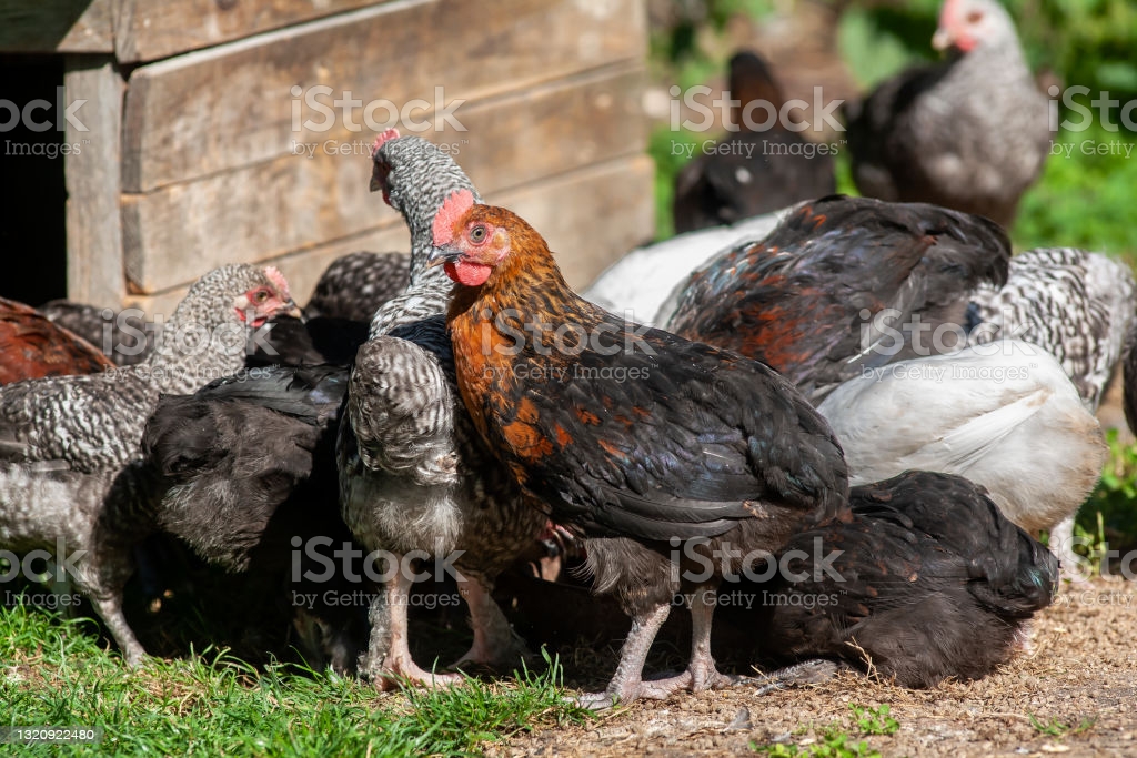Immagine Misure di riduzione del rischio di focolai di influenza aviaria